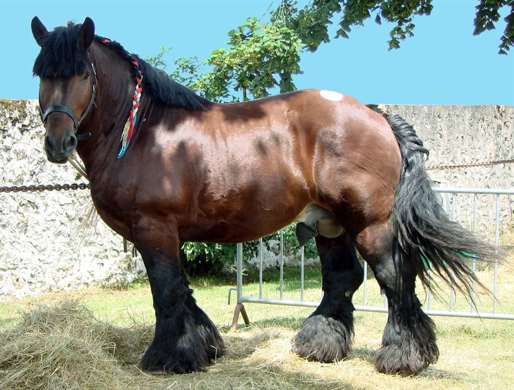 Ardennais Horse: A Noble and Versatile Breed