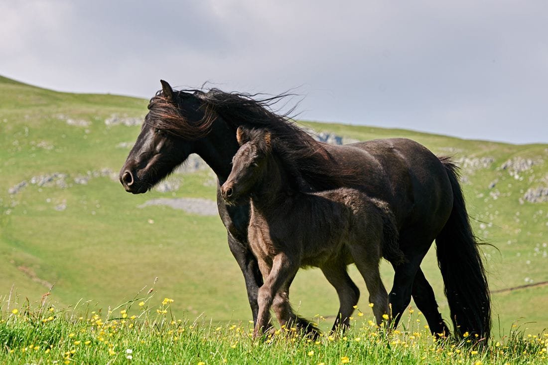 fell pony