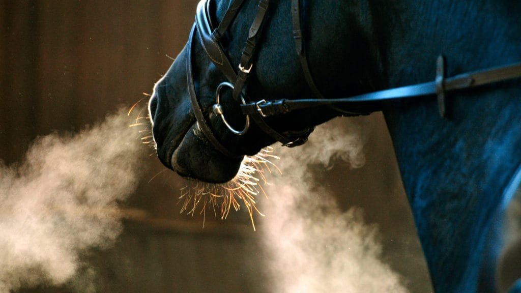 Horse Respiratory Health: Understanding and Caring for Your Horse’s Lungs