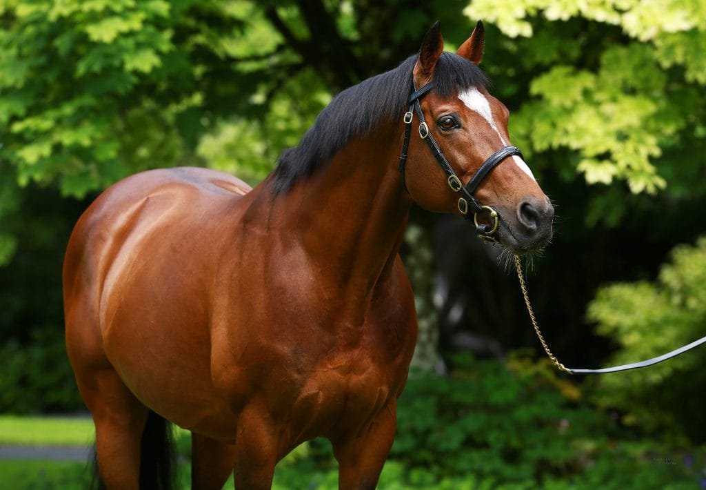 Galiceno Horse: History, Characteristics, and Care