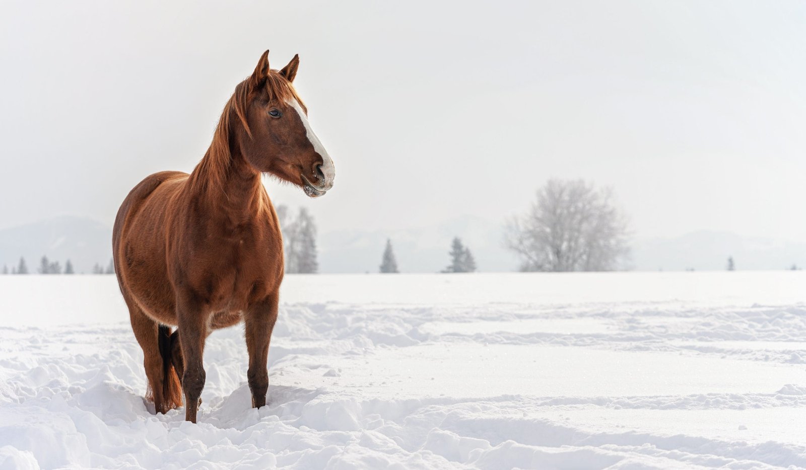 Effective Strategies to Alleviate Your Horse's Cold Weather Stiffness
