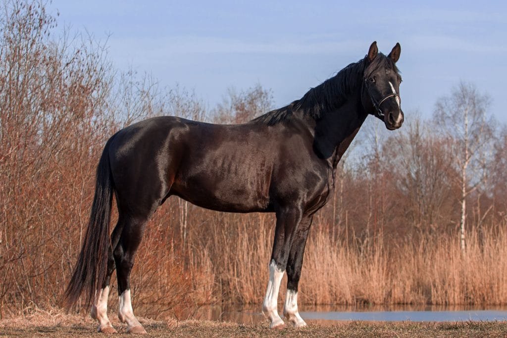 Trakehner Horse: Grace and Strength Combined