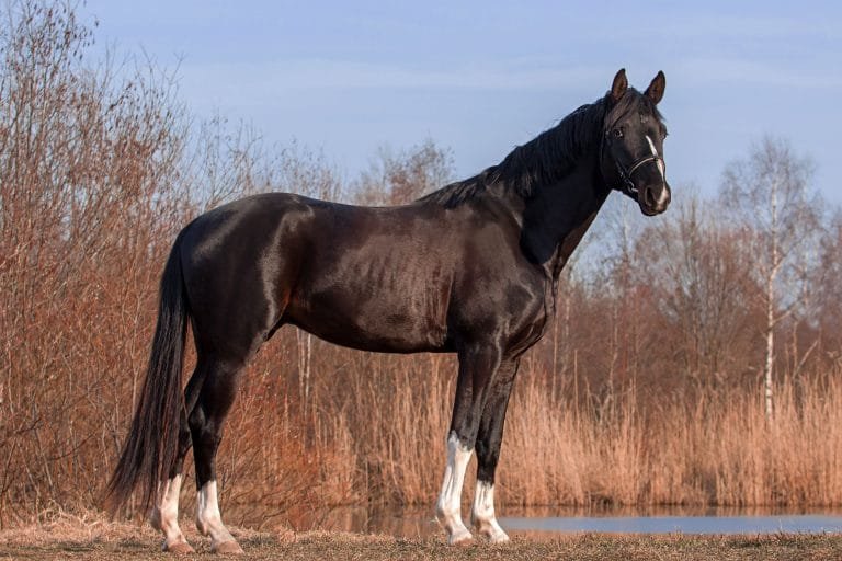 Trakehner Horse: Grace and Strength Combined