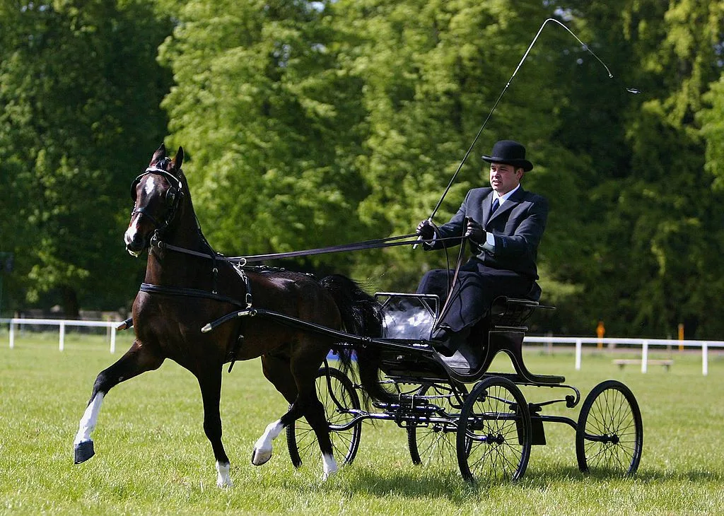 The Hackney Horse: Elegance in Motion