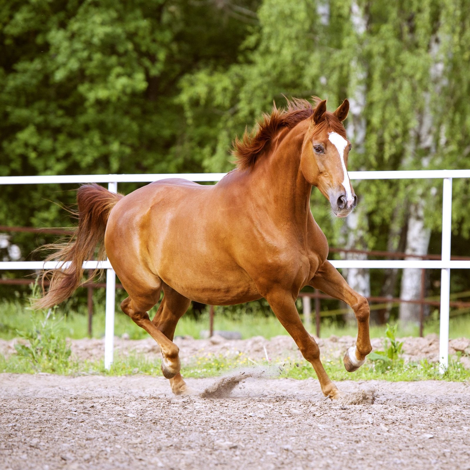 Trakehner Horse: Grace and Strength Combined
