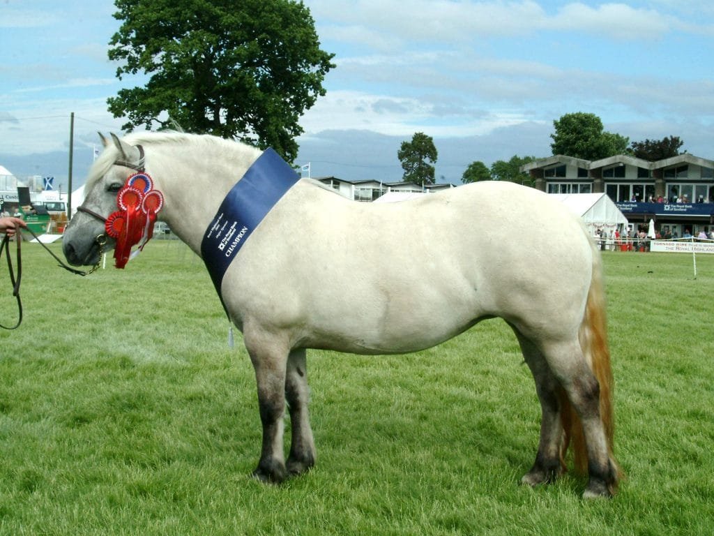 Highland Pony: A Glimpse into a Noble Breed