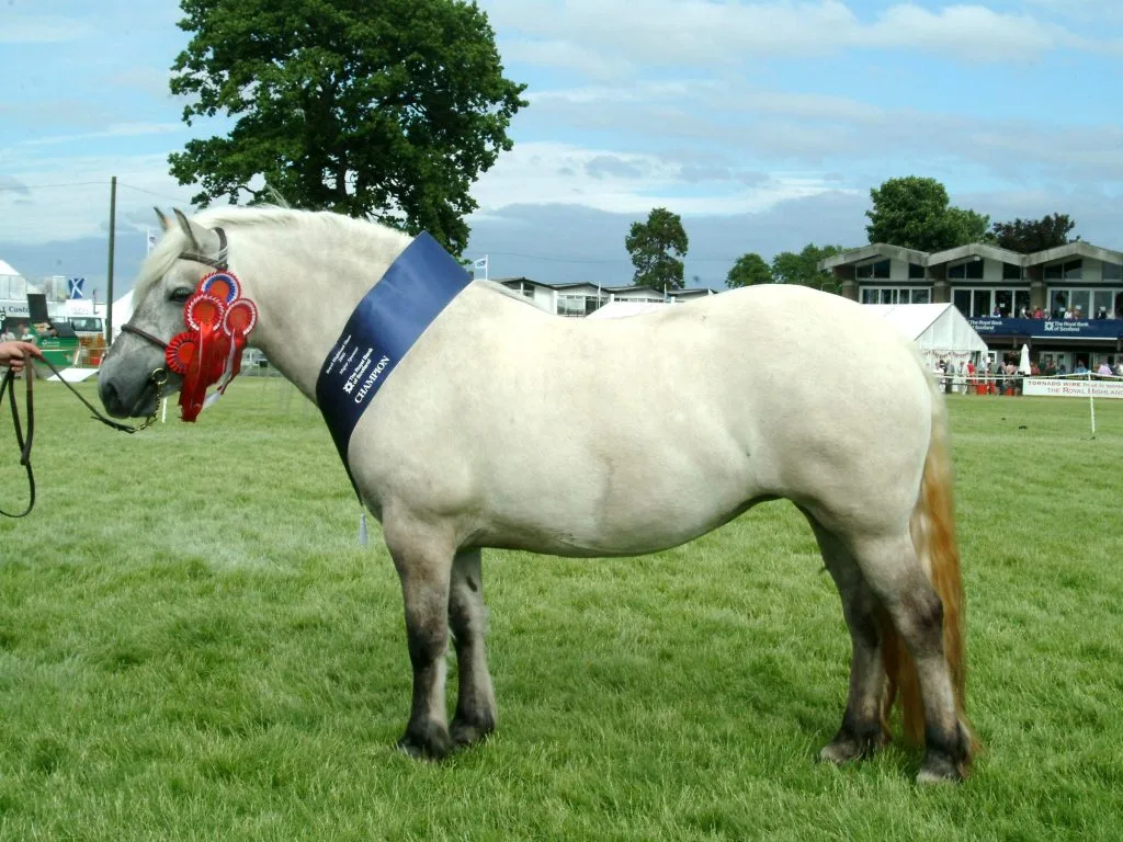 Highland Pony: A Glimpse into a Noble Breed