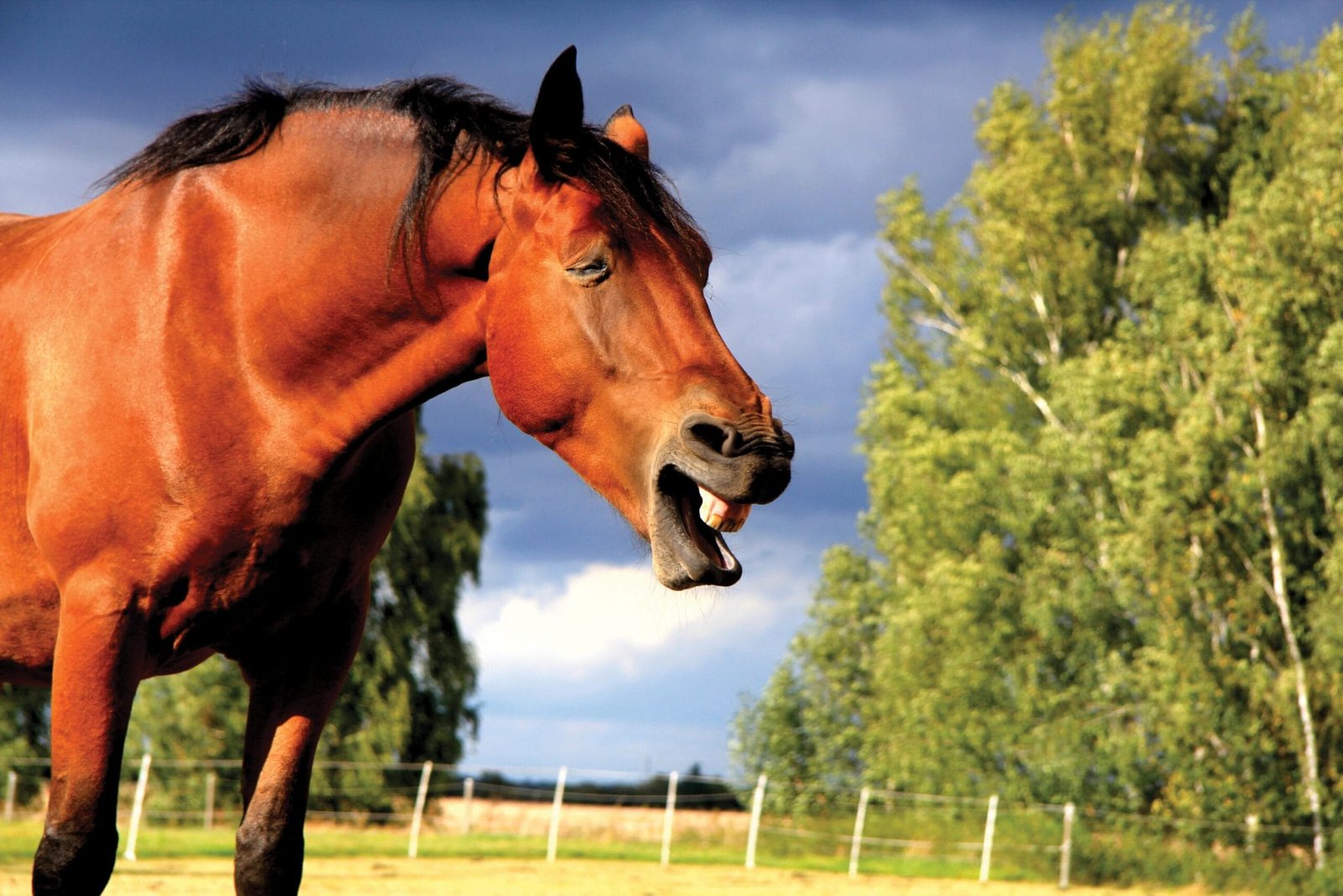 Horse Seasonal Health Concerns: What Every Horse Owner Should Know