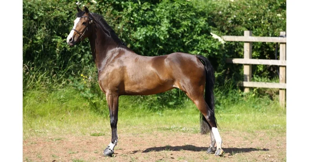 The Hackney Horse: Elegance in Motion