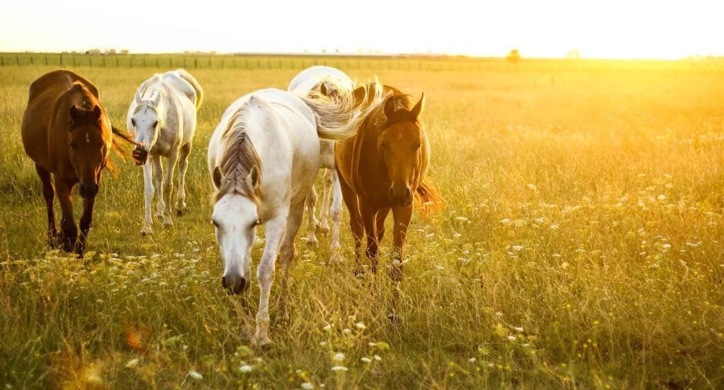 Top 5 Herbs for Enhancing Natural Horse Health