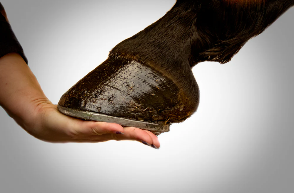 Disease Prevention and Wellness: Keeping Your Horse Healthy with Essential Care Strategies