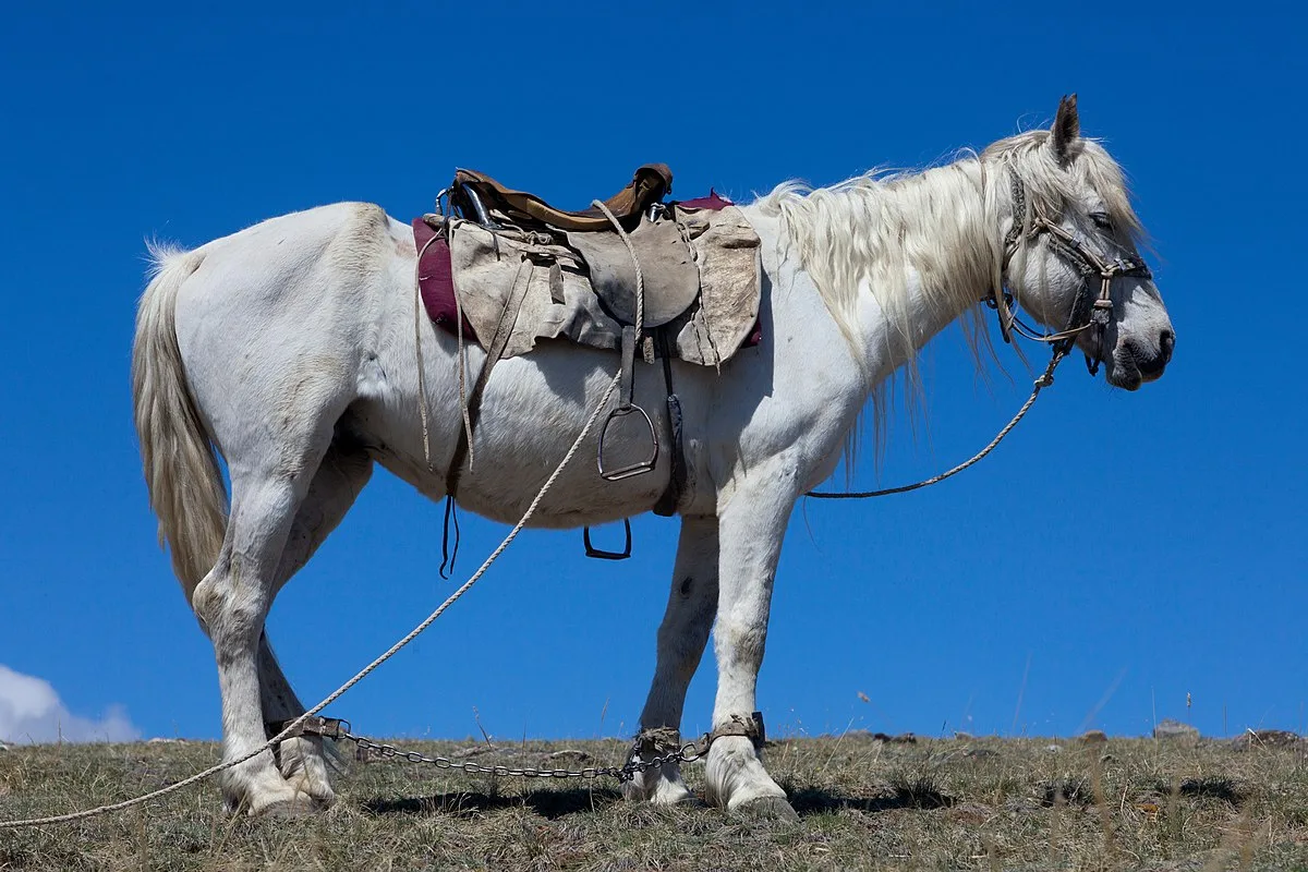 Altai Horse: A Unique and Enduring Breed