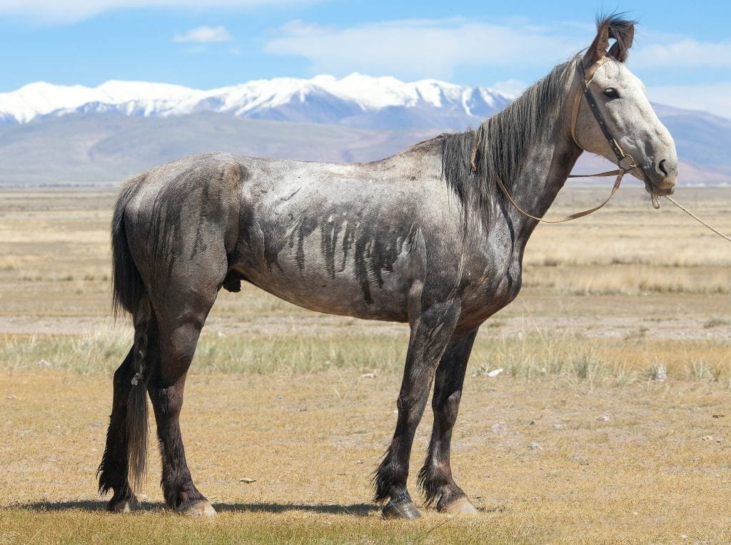 Altai Horse: A Unique and Enduring Breed