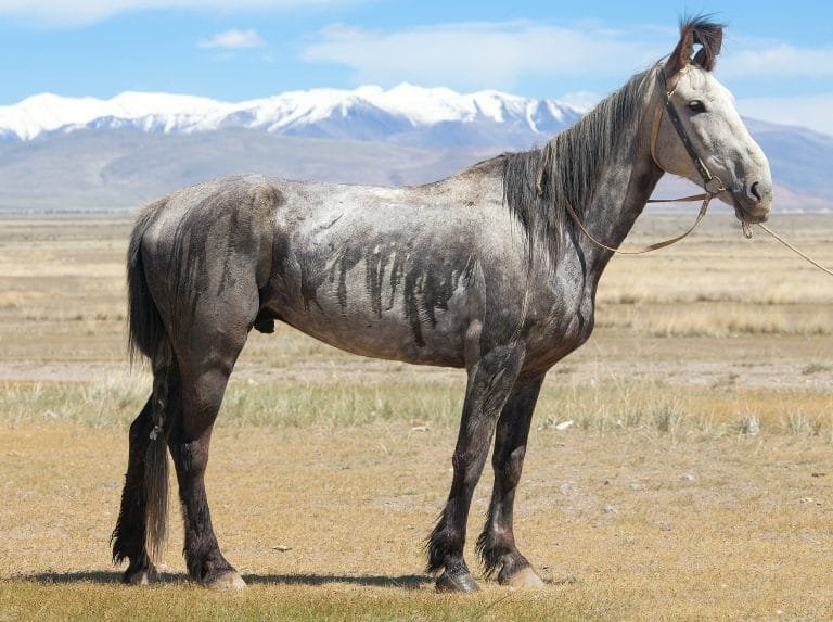Altai Horse: A Unique and Enduring Breed