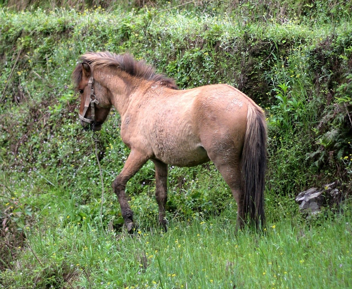 baise horses