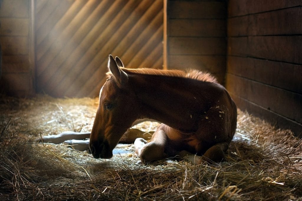 "How to Choose the Perfect Bedding for Your Horse: A Comprehensive Guide to Comfort, Absorbency, and Maintenance"