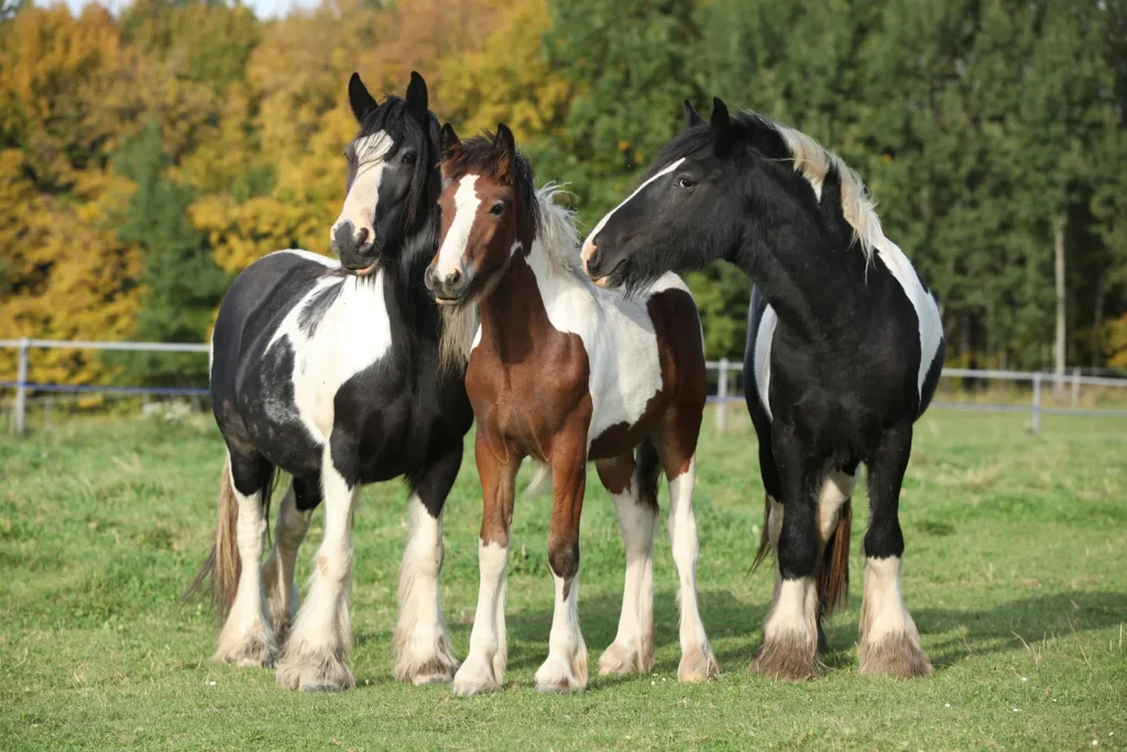 Finding the Right Horse Breed for Residential Living