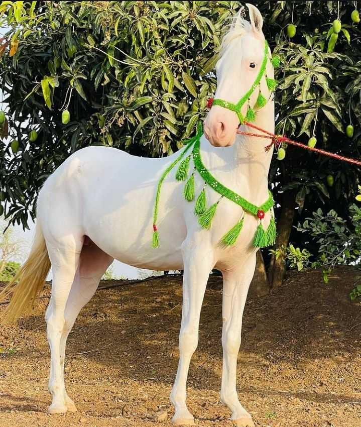 Kathiyawadi Horse