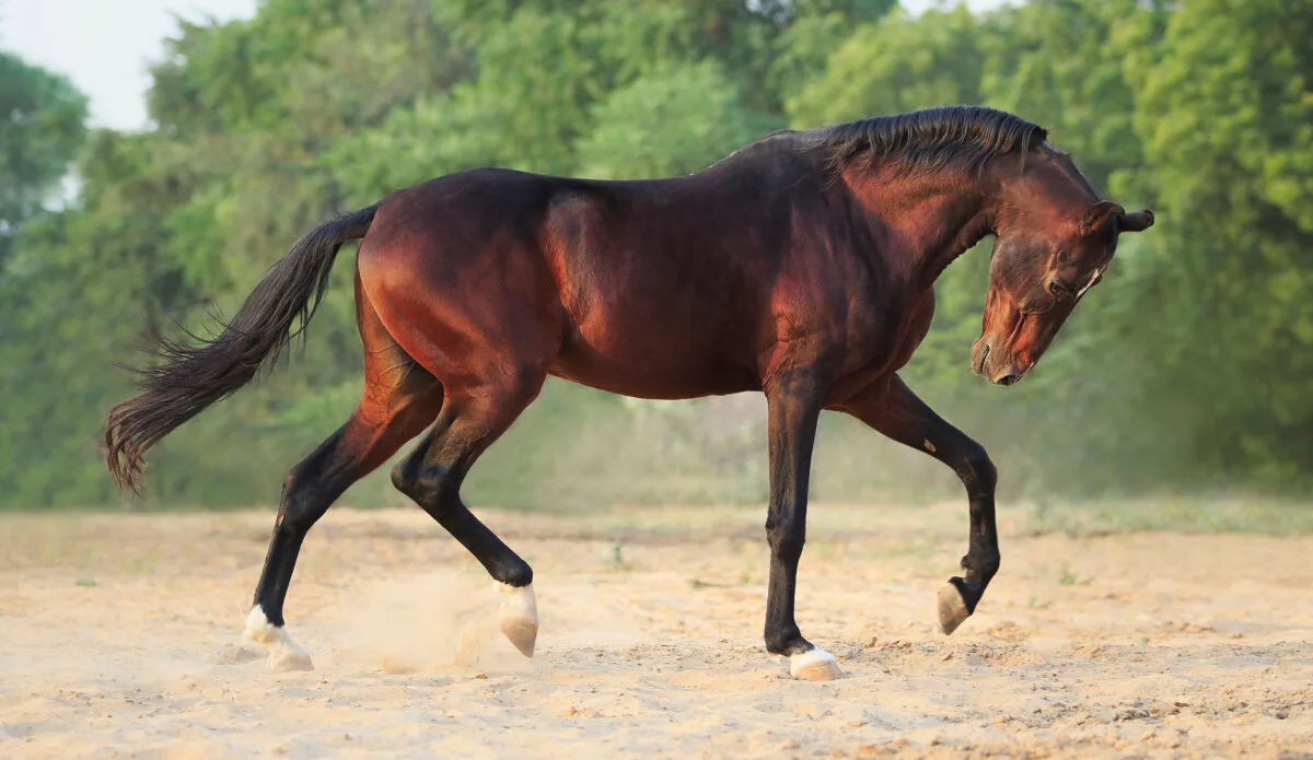 Marwari Horse