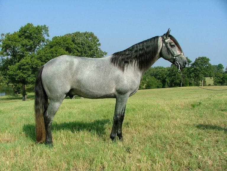 McCurdy Plantation Horse: A Glimpse into Its Unique Heritage