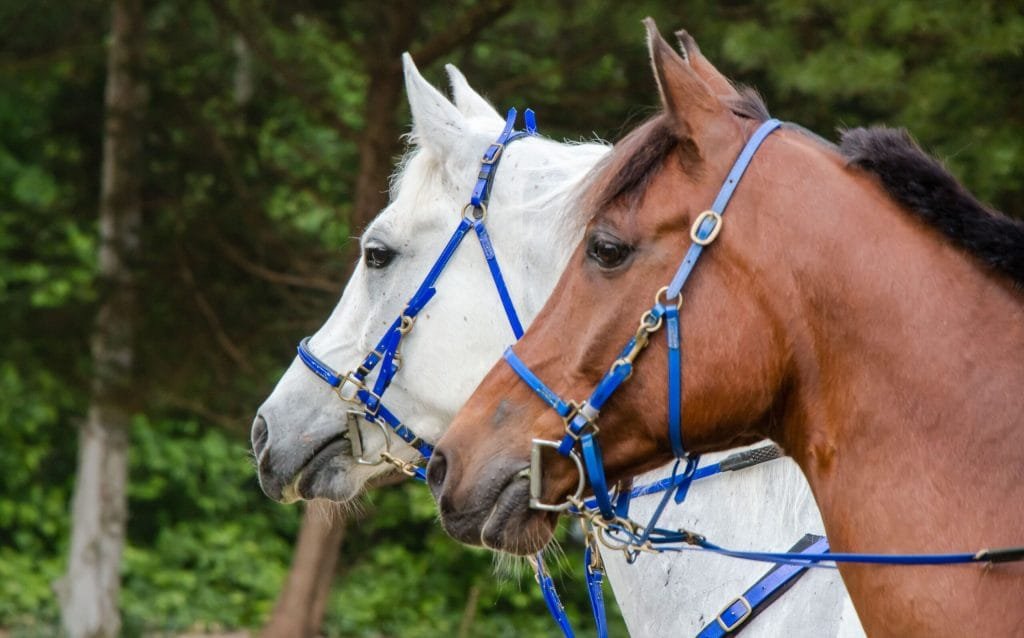 3 Exploring Complementary Therapies for Horses: A Guide to Acupuncture, Massage, and Chiropractic Care