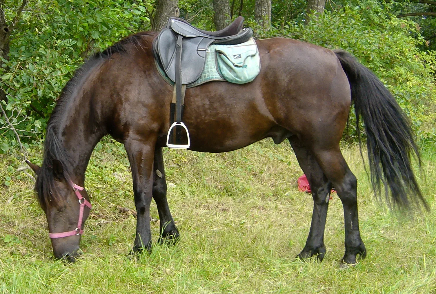 Auvergne Horse Breed: Unique French Horse
