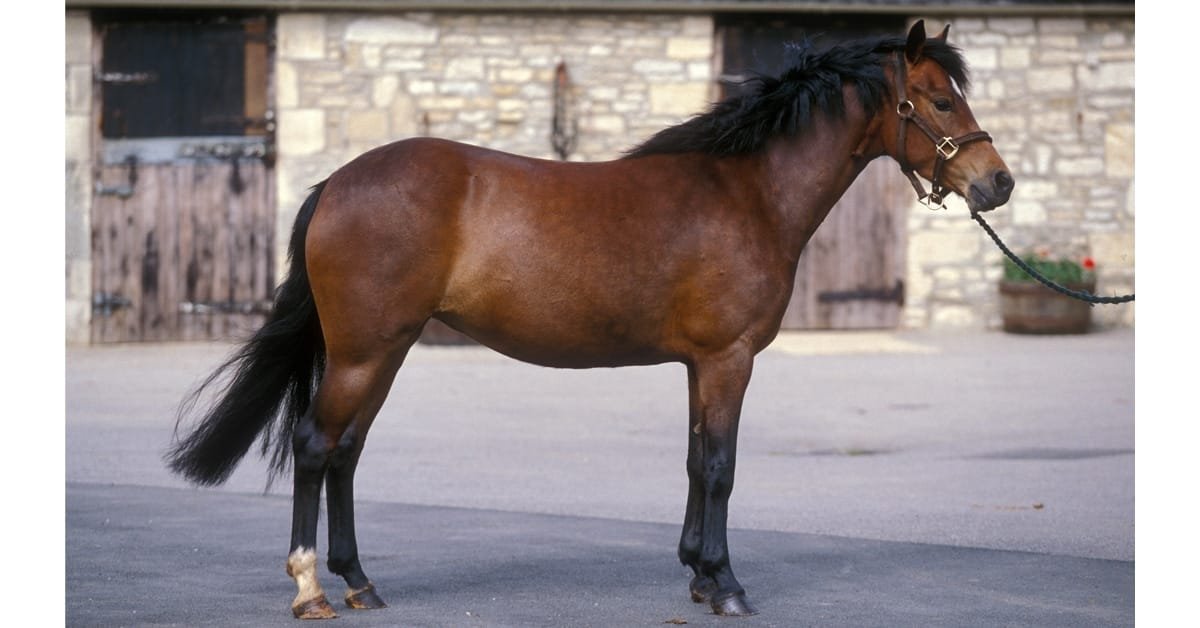 New Forest Pony: Discover the Charm and Unique Traits of This British Breed