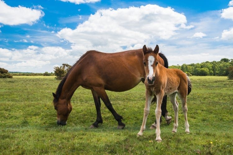 New Forest Pony: A Charming British Breed