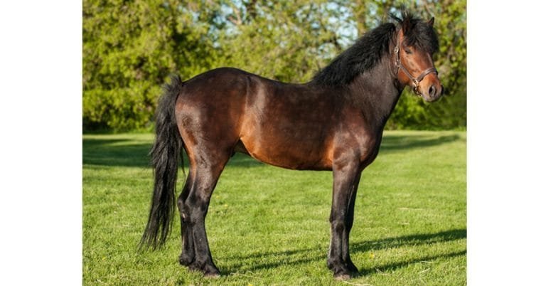 Newfoundland Pony: A Gentle Giant of the North