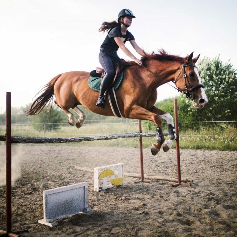 Equine Athletes: Comprehensive Guide to Peak Horse Health and Performance