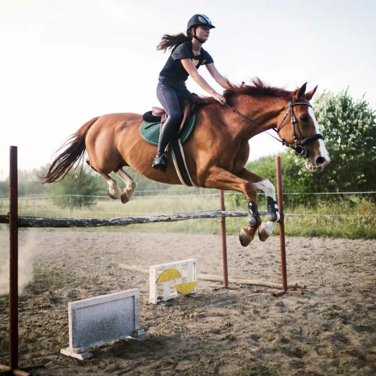 Equine Athletes: Comprehensive Guide to Peak Horse Health and Performance