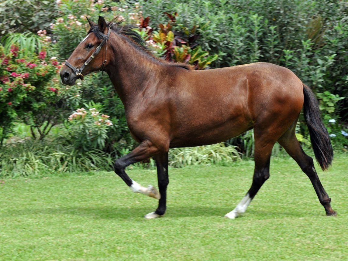 Peruvian Paso Horse: A Unique and Graceful Breed