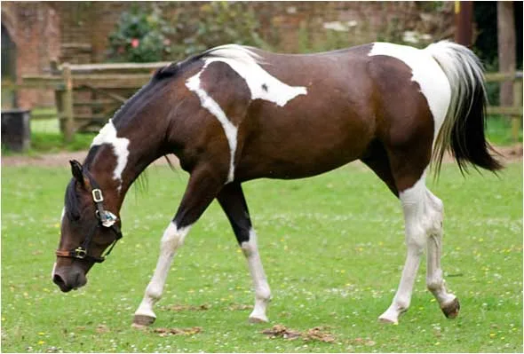 Pintabian Horse: A Blend of Beauty and Strength