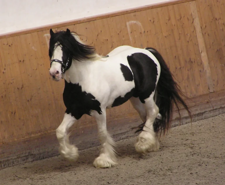 Pinto Horse: A Colorful and Unique Breed