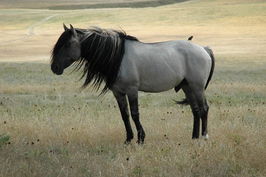 Spanish Mustang: The Resilient and Historic Horse Breed