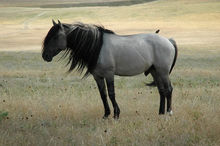 Spanish Mustang: The Resilient and Historic Horse Breed