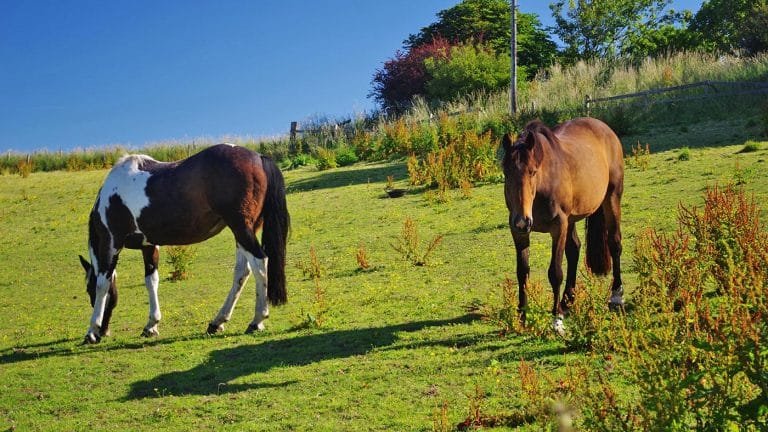 Horse Seasonal Health Concerns: What Every Horse Owner Should Know