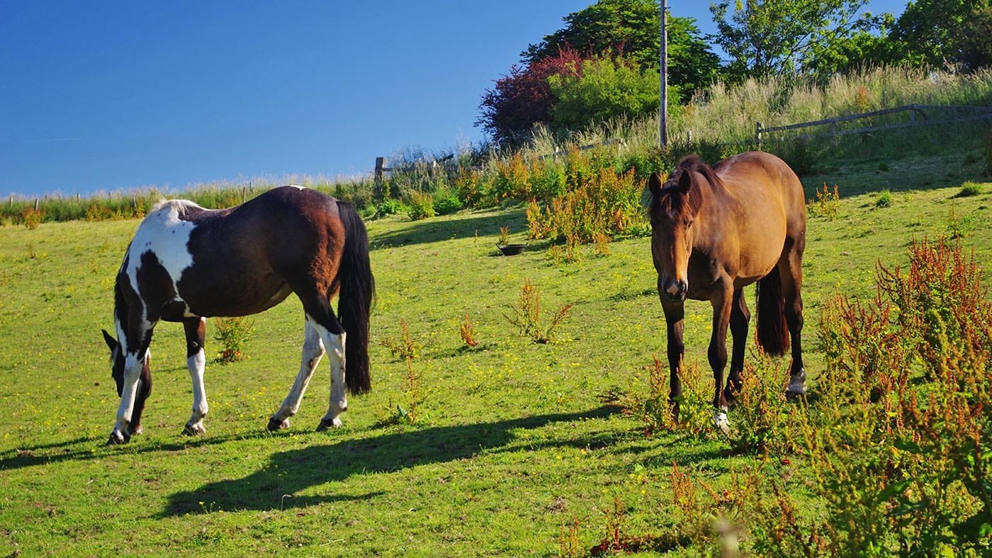 Horse Seasonal Health Concerns: What Every Horse Owner Should Know