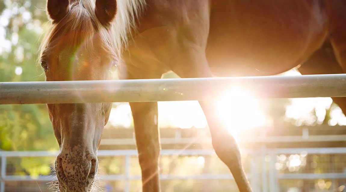 Discover the Healing Benefits of Equine Therapy for Physical and Emotional Well-being
