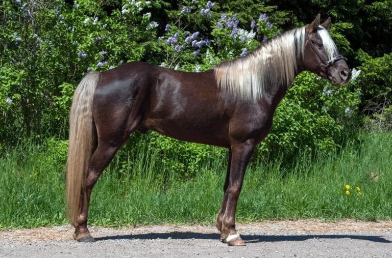 Rocky Mountain Horse: A Gentle and Versatile Breed