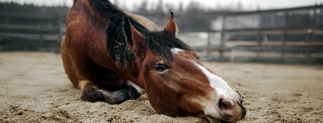 Colic: Essential Solutions for Managing and Preventing in Horses