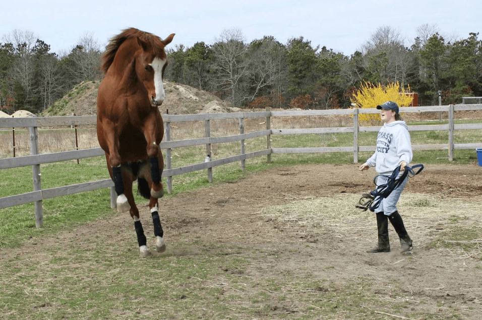 Anxious Horse: 5 Proven Strategies to Effectively Calm and Relax Your Equinon—e CompaniEssential Techniques for Creating a Trusting and Peaceful Environment