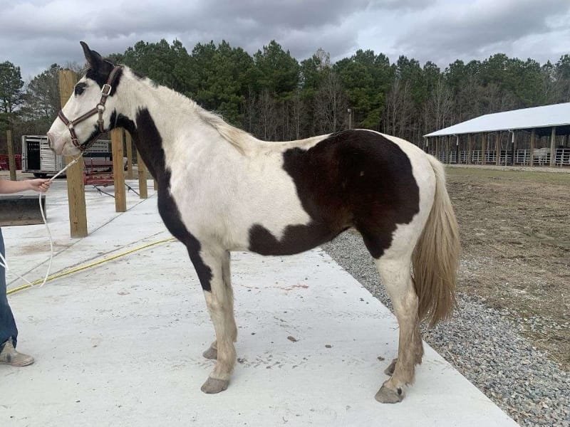 Spotted Saddle Horse: A Unique and Elegant Breed