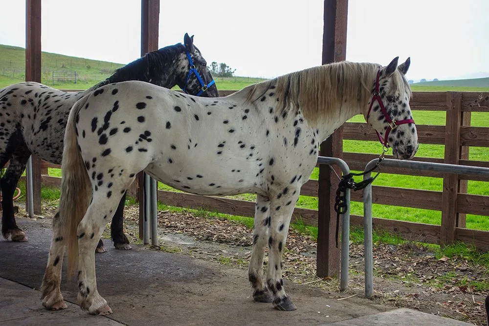 Stonewall Sporthorse: A New Standard in Equestrian Excellence