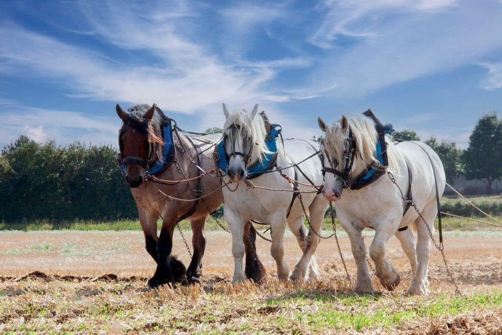 Workhorse Legends: Top Horse Breeds for Heavy-Duty Tasks