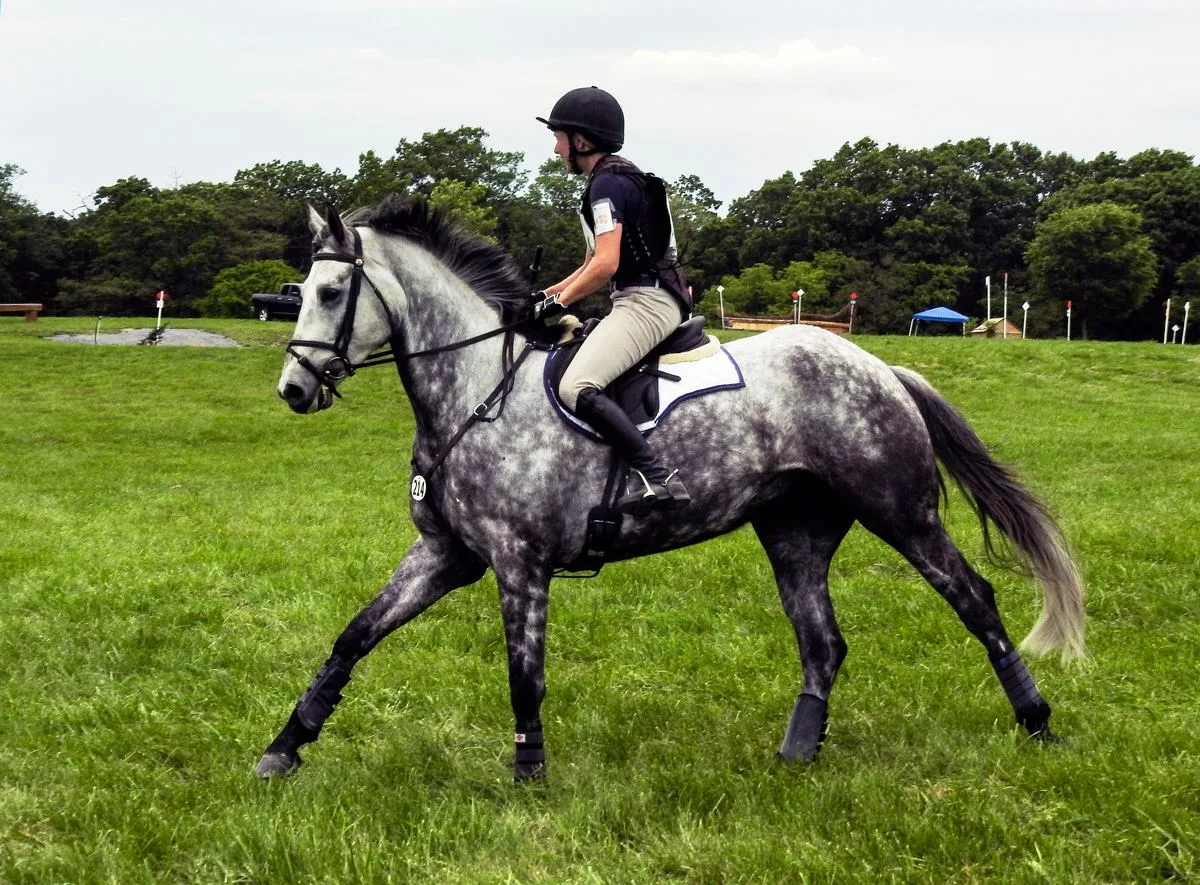 Irish Sport Horse: A Marvel of Equine Excellence