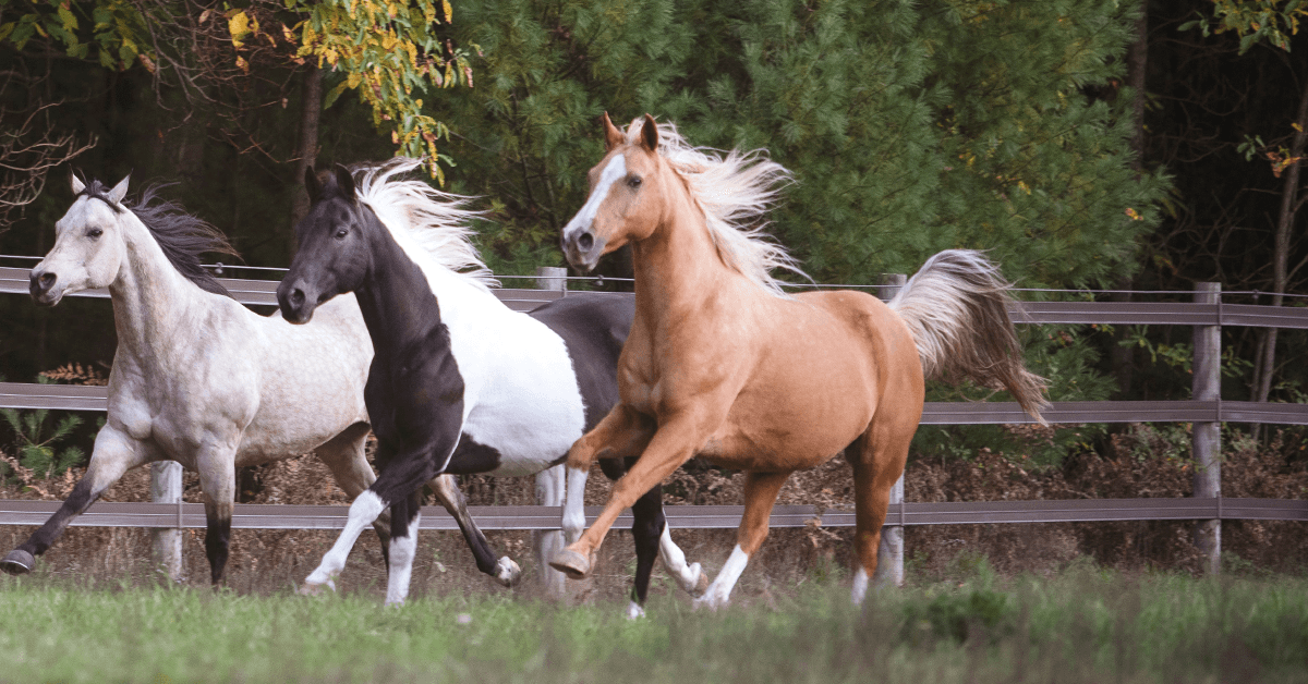 Welara Pony: stands out as a unique and captivating breed.