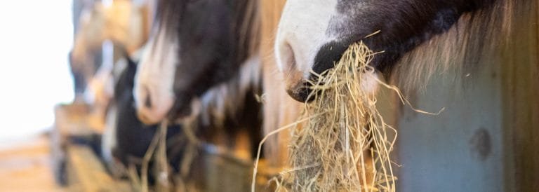 Feeding Material for Resident Horses