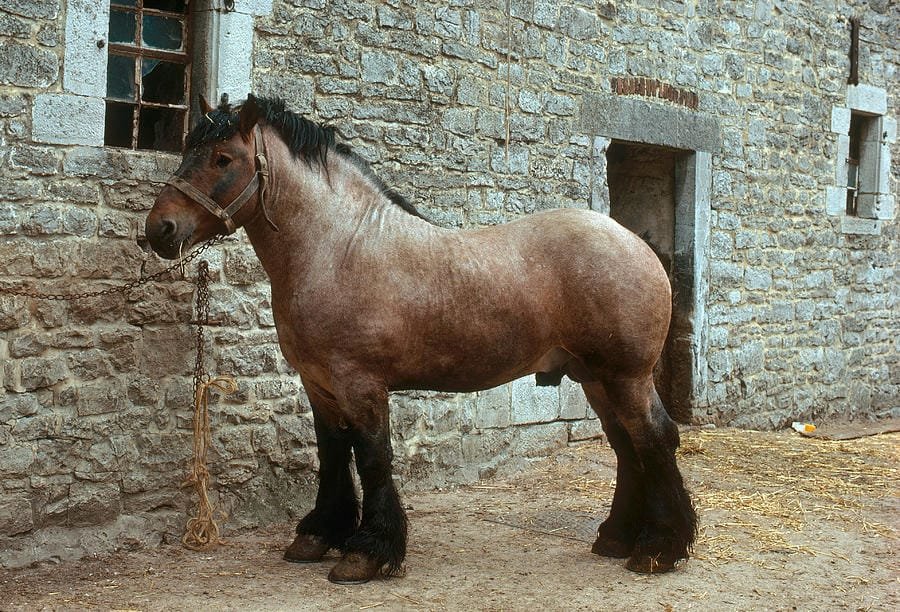 Ardennais Horse: A Noble and Versatile Breed