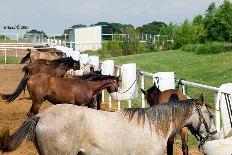 Feeding Materials for Commercial Horses